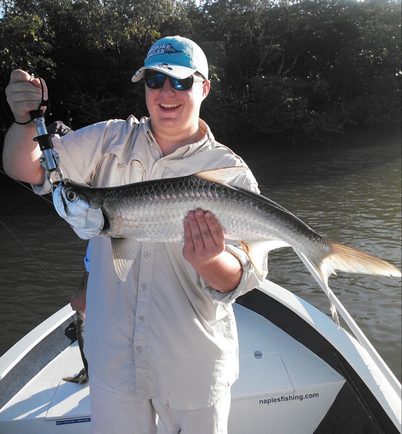Tarpon come in all sizes. These baby tarpon are a great fun on light tackle. Van was thrilled with his first ever last week!