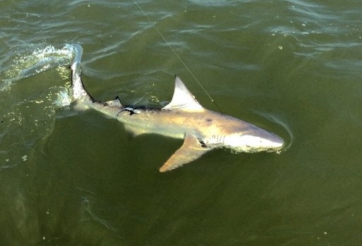 A hearty bull shark comes alongside Capt. Ben's boat on a recent trip. 