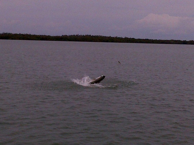 Steve's tarpon doing about to take air.