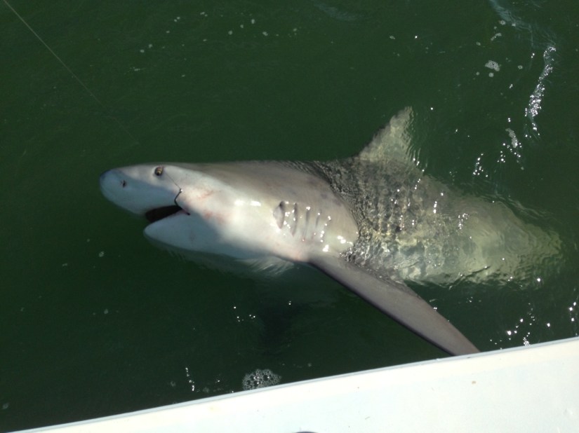 Chanders big bull shark shows the business end at the boat before release. (Note the circle hook in he corner of the mouth)