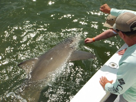 A monster lemon shark comes boat side for release. Summer shark fishing is hot! 